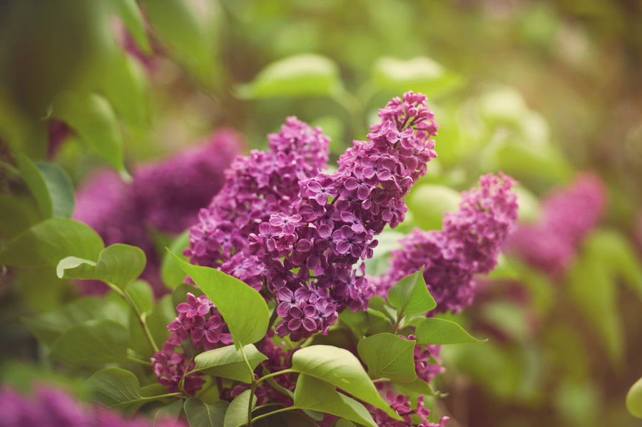 Spring Flowers 75