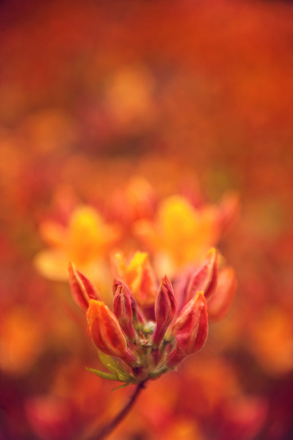 Spring Flowers 80