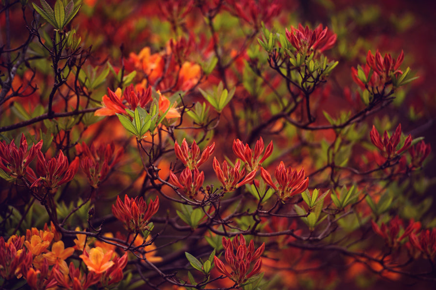 Spring Flowers 83