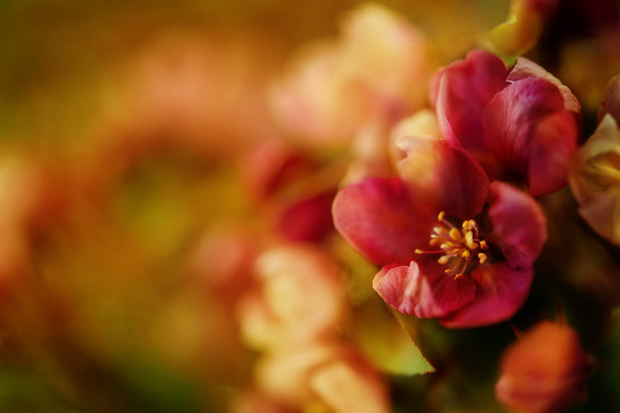 Spring Flowers 97