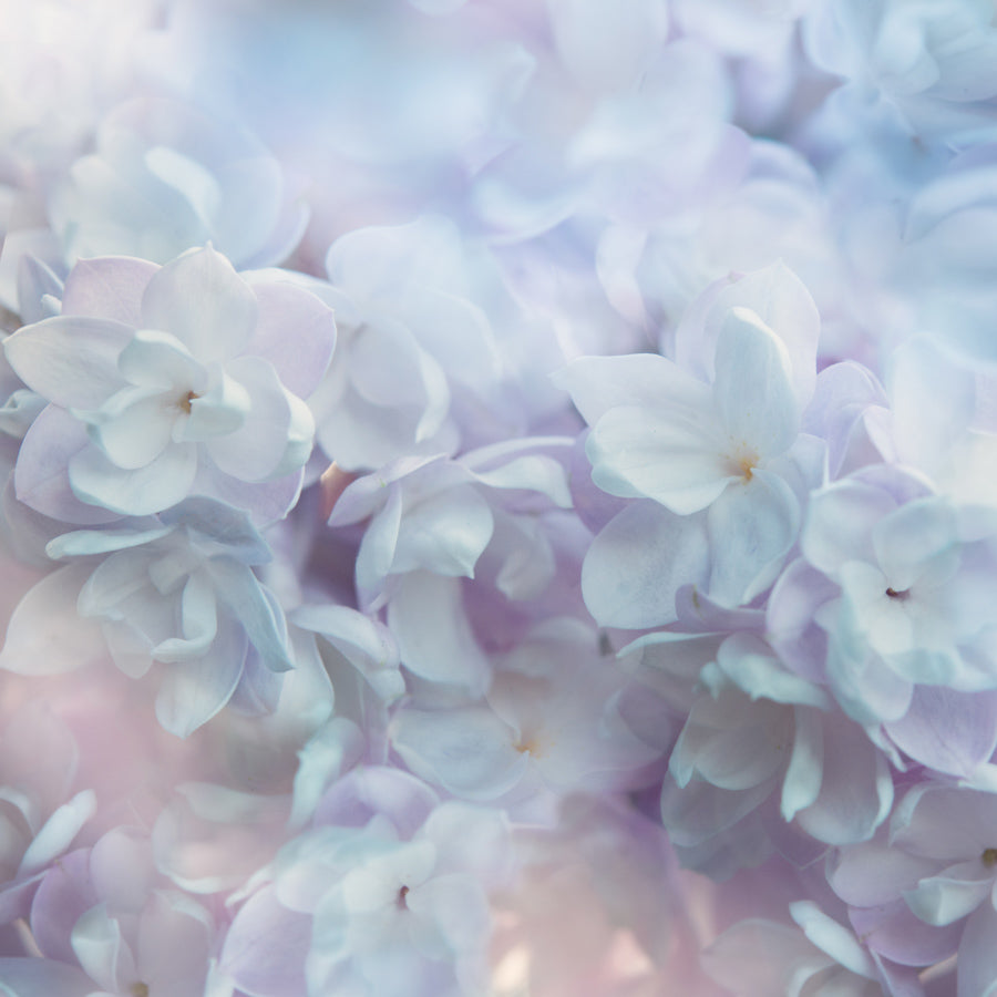 Spring Flowers 143