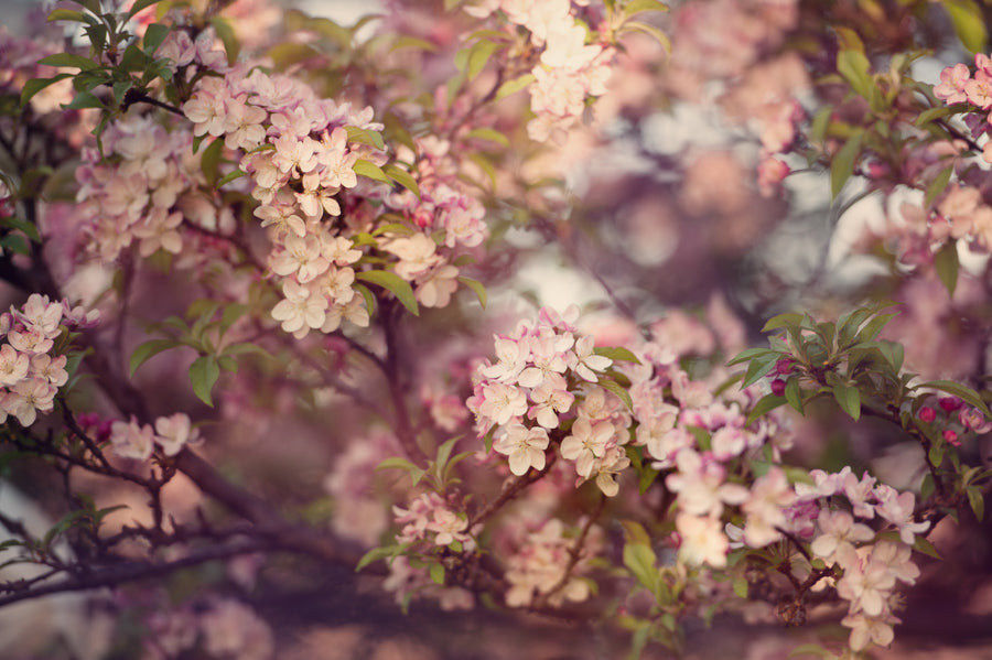 Spring Flowers 144