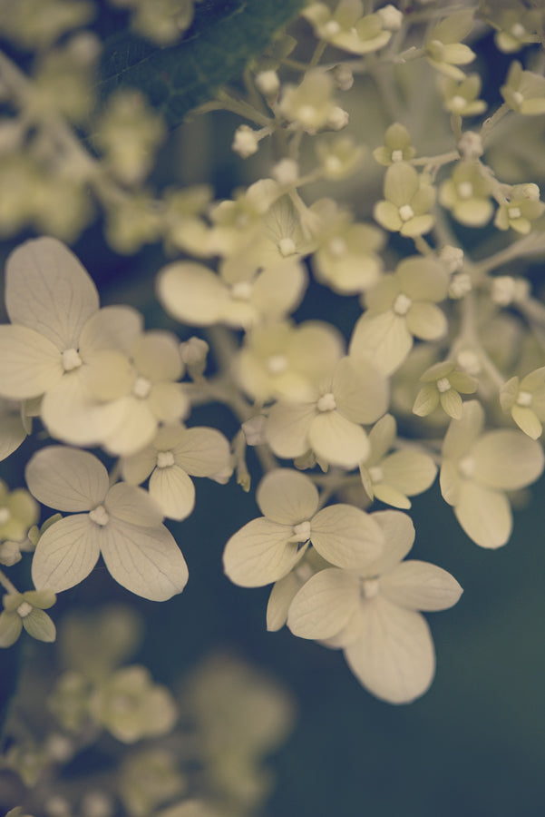 Summer Flowers 159