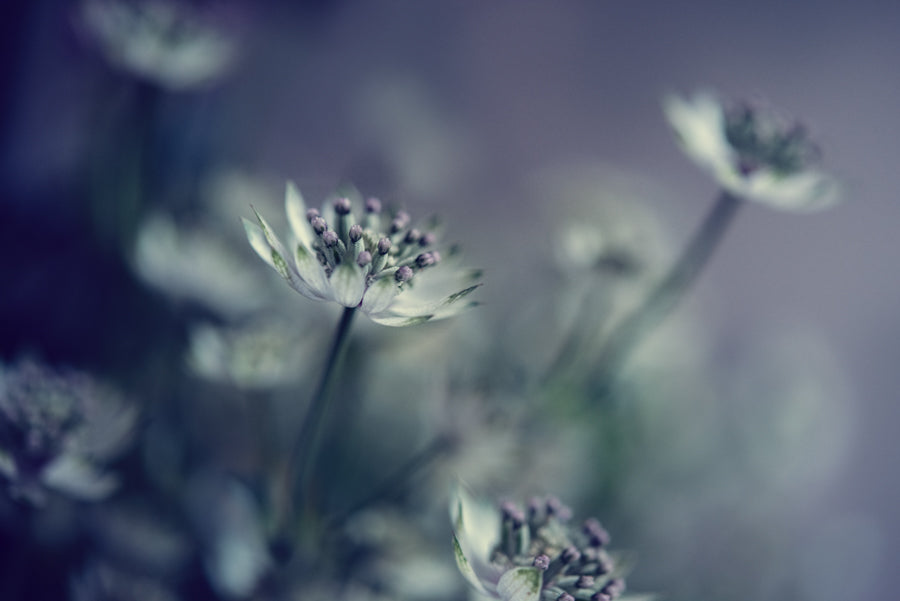 Summer Flowers 163
