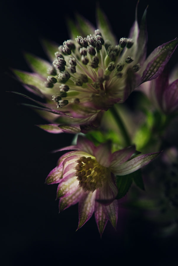 Summer Flowers 175