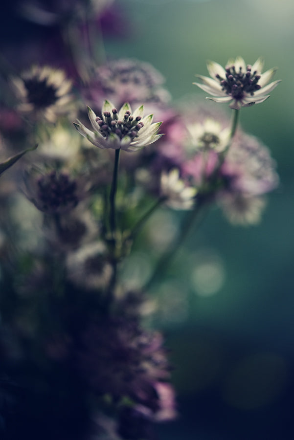 Summer Flowers 176