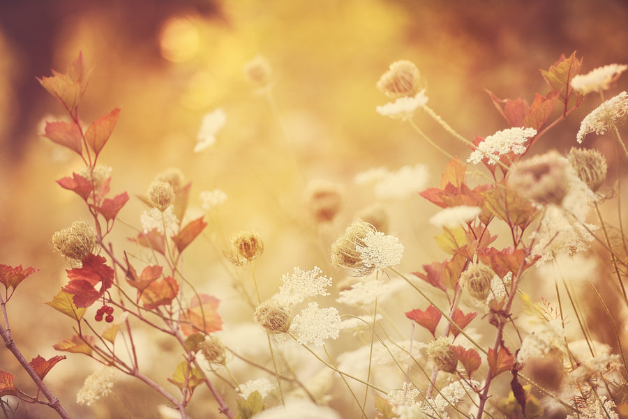 Summer Flowers 184