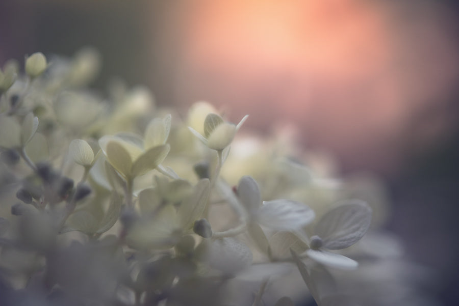 Summer Flowers 206