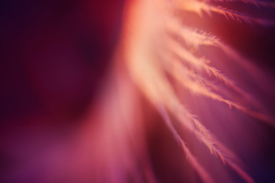 Angel Wings 12