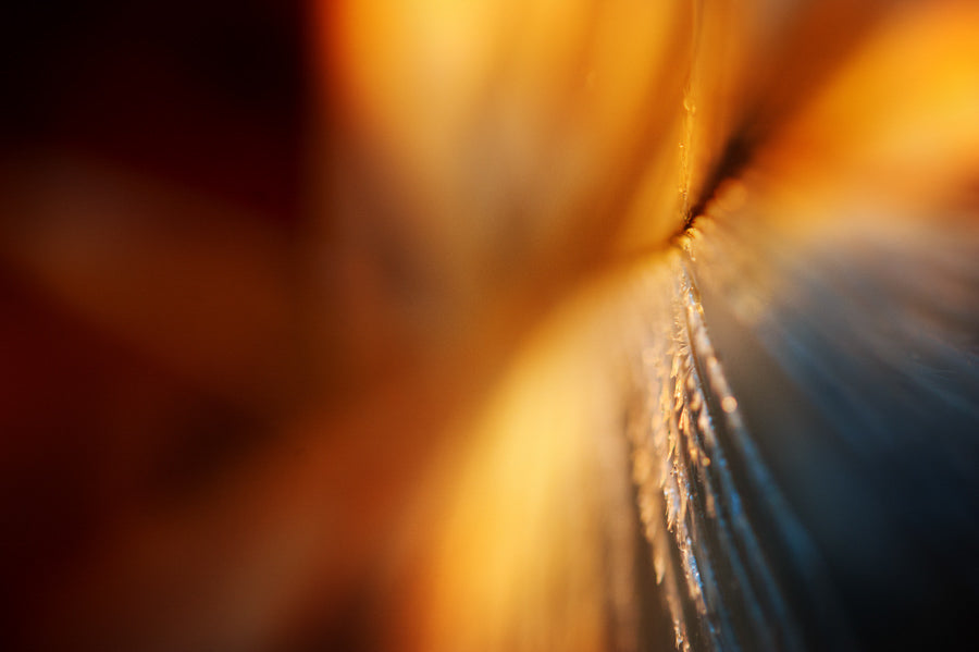 Angel Wings 18