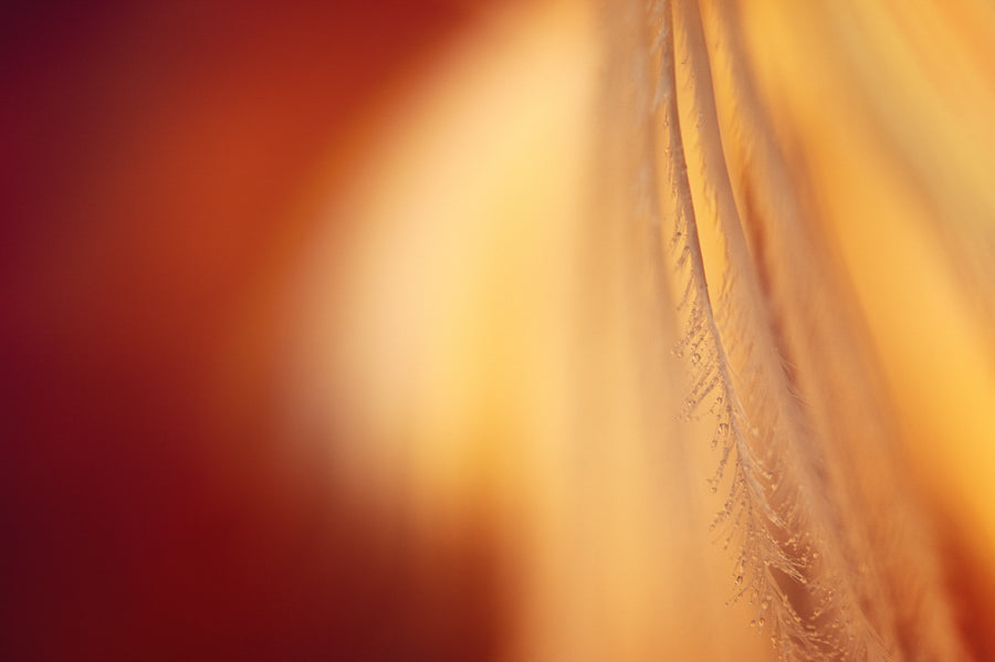 Angel Wings 20