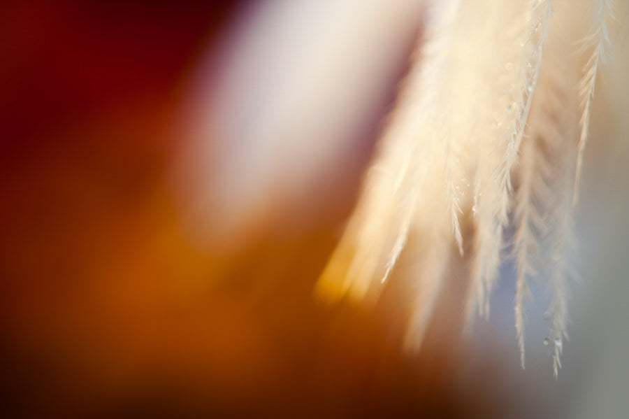 Angel Wings 23