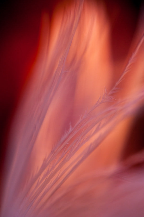 Angel Wings 5