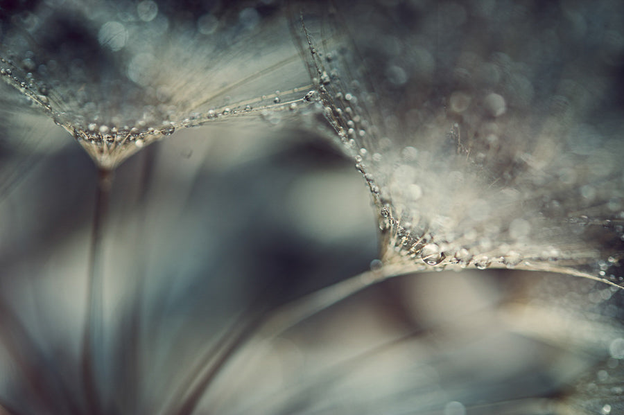 Dandelion 10