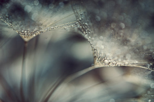 Dandelion 10