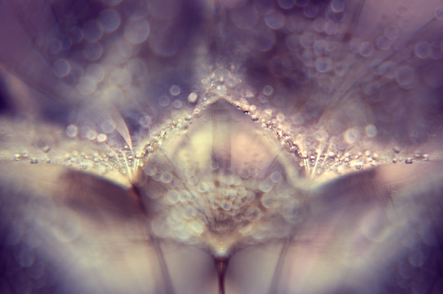 Dandelion 11