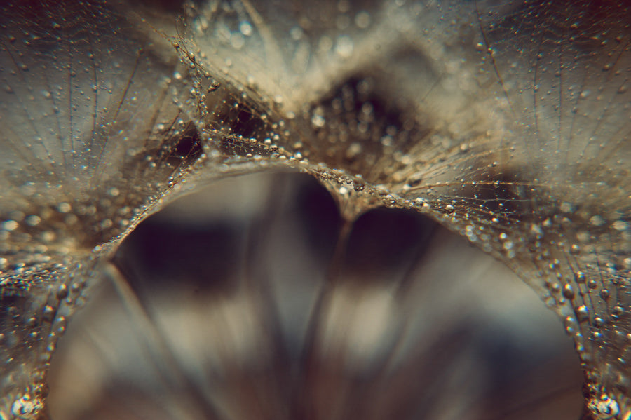 Dandelion 13