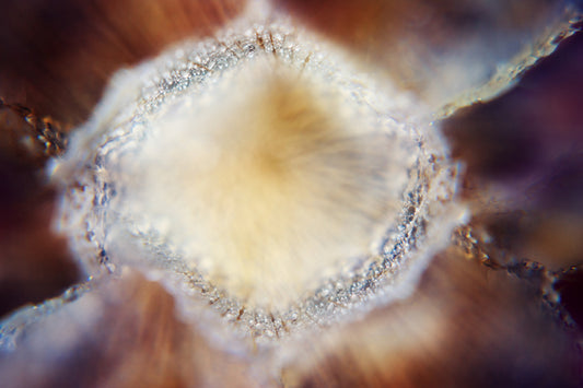 Dandelion 16
