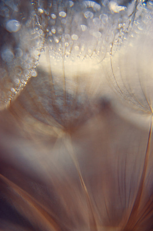 Dandelion 17