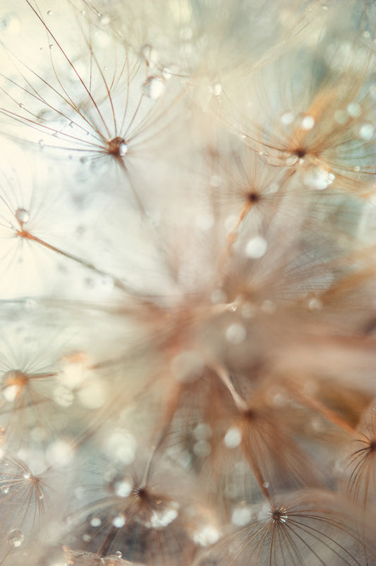 Dandelion 1