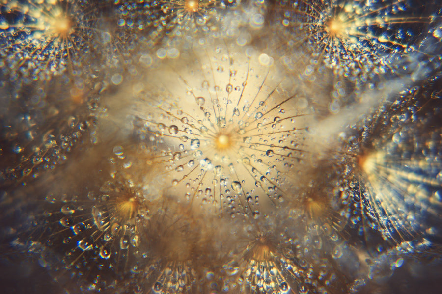 Dandelion 20