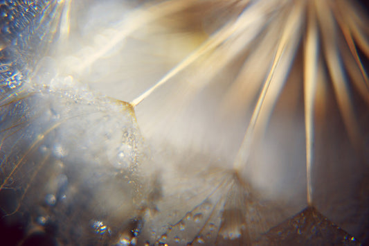 Dandelion 21