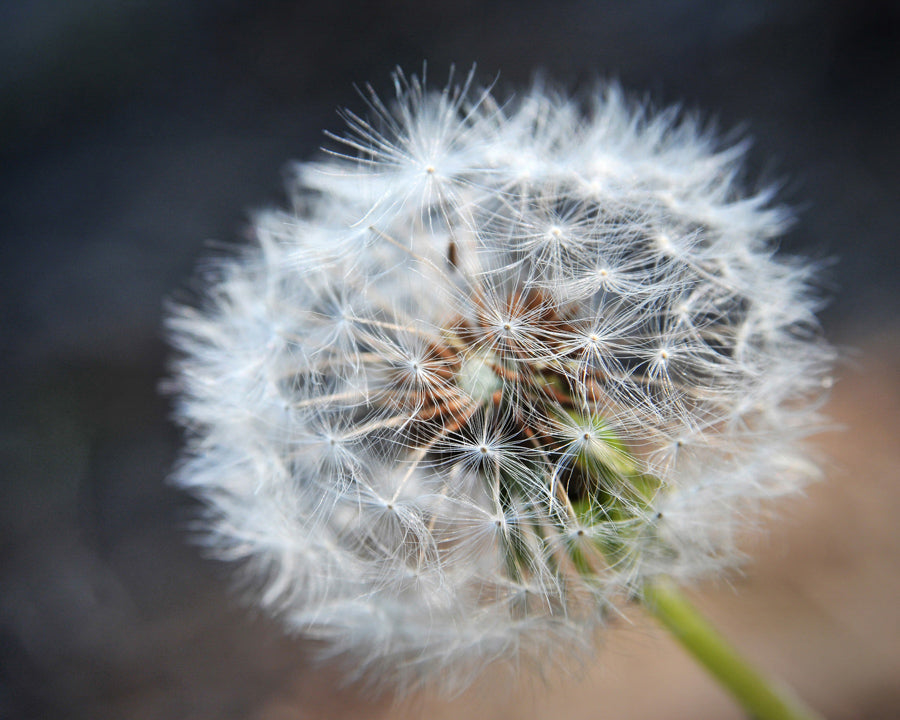 Dandelion 24