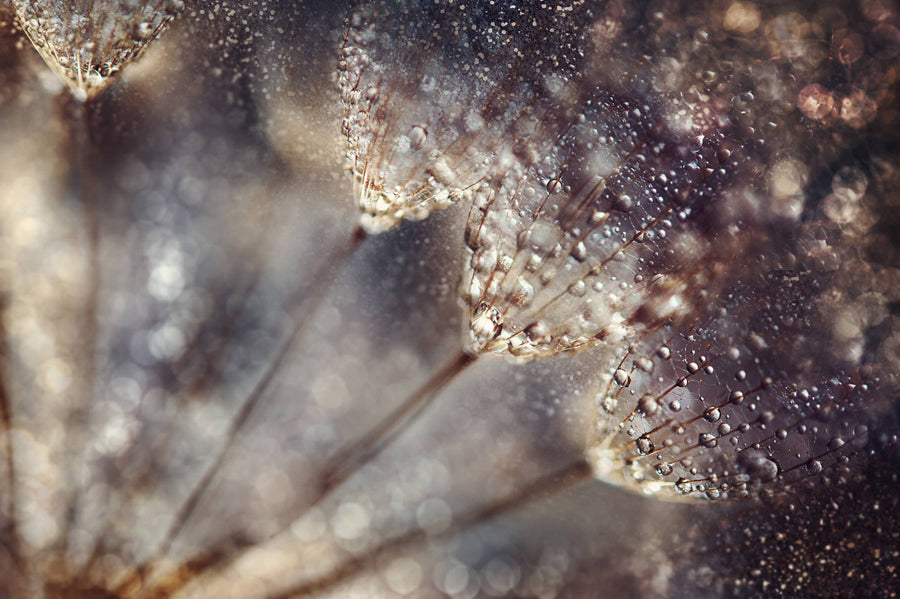 Dandelion 25