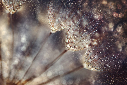 Dandelion 25