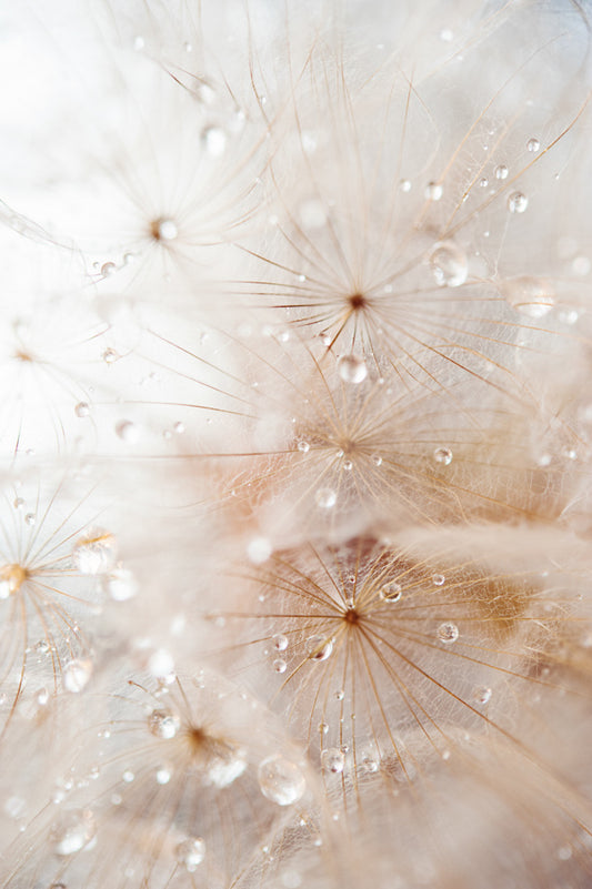 Dandelion 26