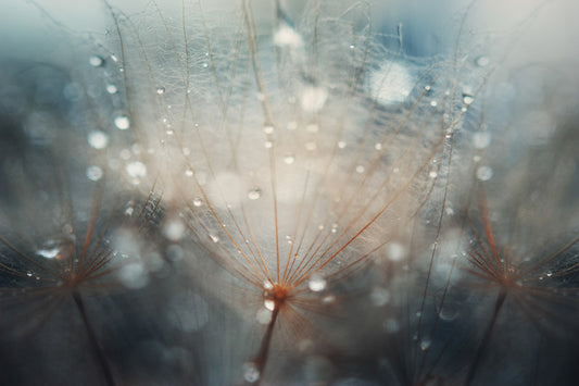 Dandelion 2