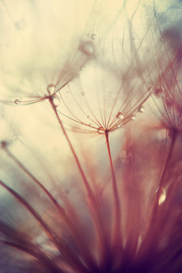 Dandelion 3