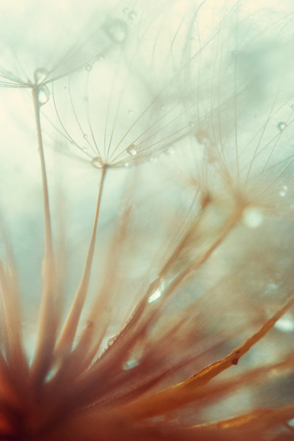 Dandelion 4