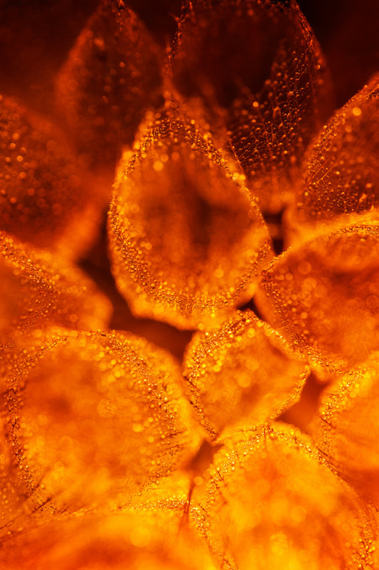 Dandelion 5