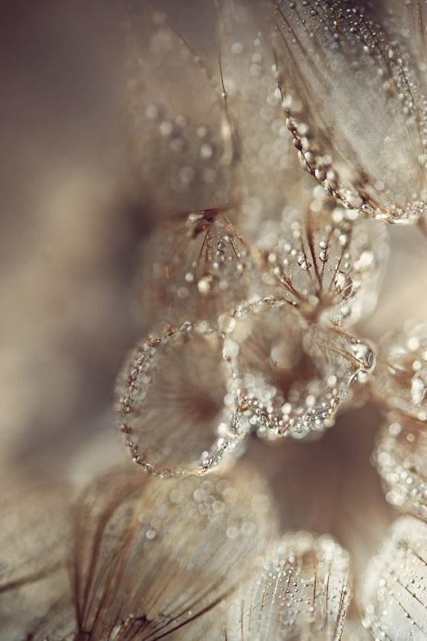 Dandelion 6