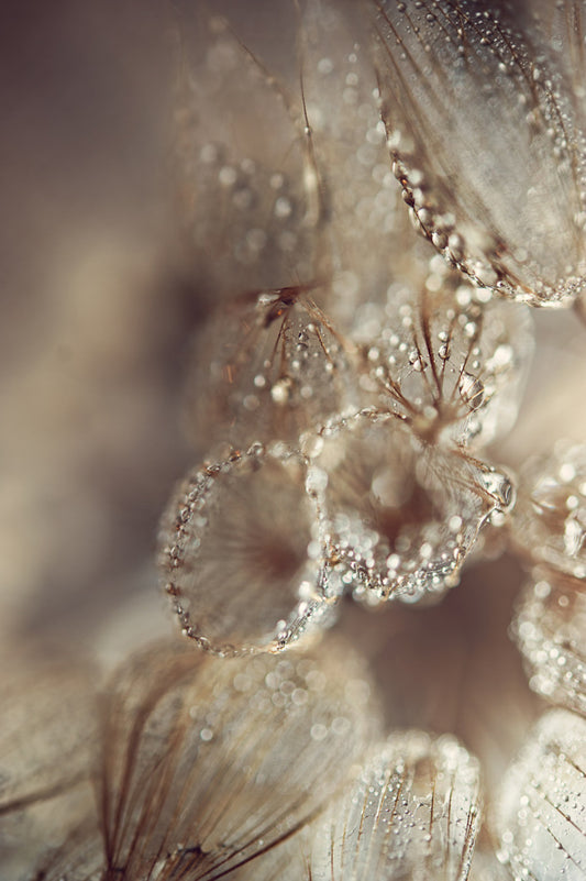Dandelion 6