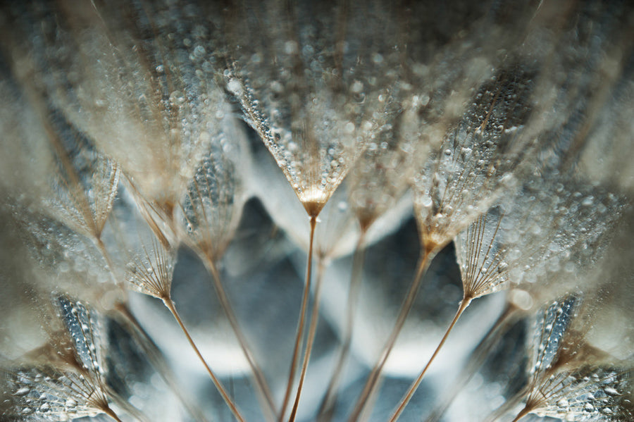 Dandelion 8