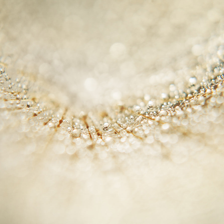 Dandelion 9