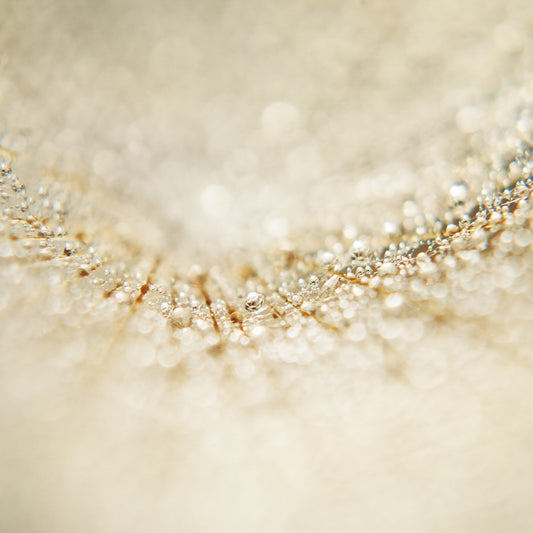 Dandelion 9