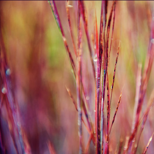 Droplets 12