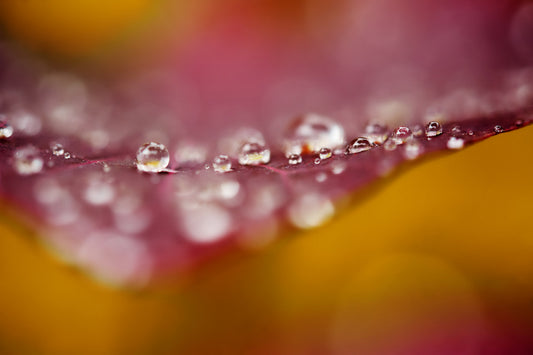 Droplets 38