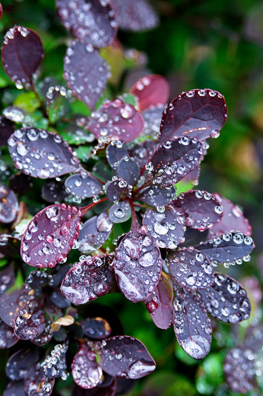 Droplets 43