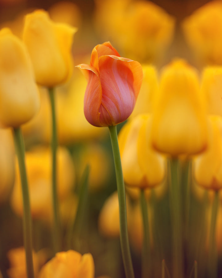 Flowers 1