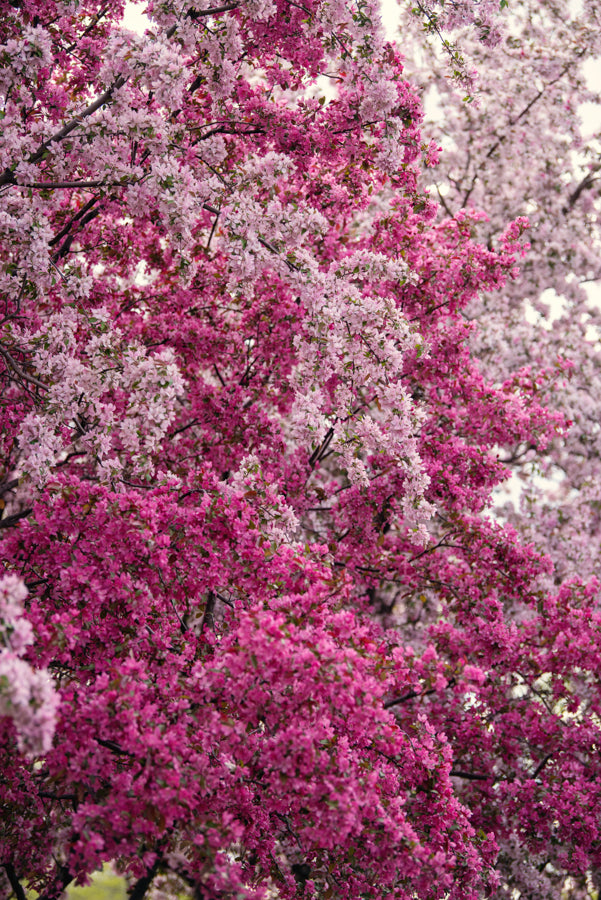 Spring Flowers 234