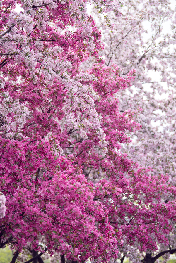 Spring Flowers 235