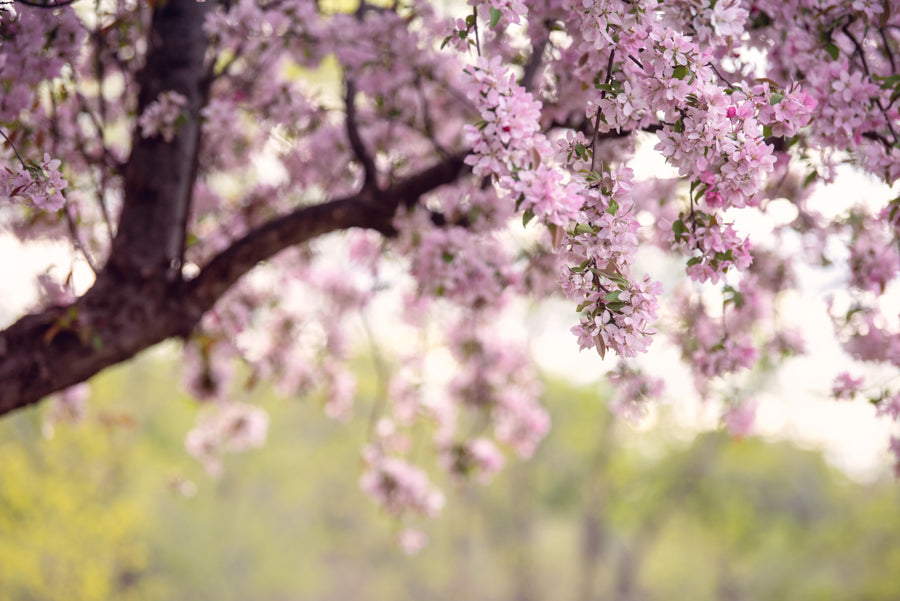 Spring Flowers 236