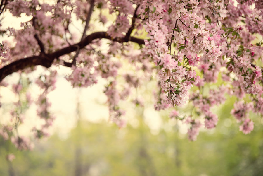 Spring Flowers 237