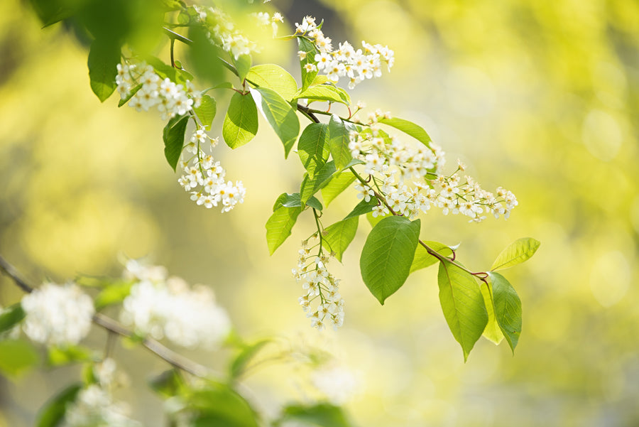 Spring Flowers 239