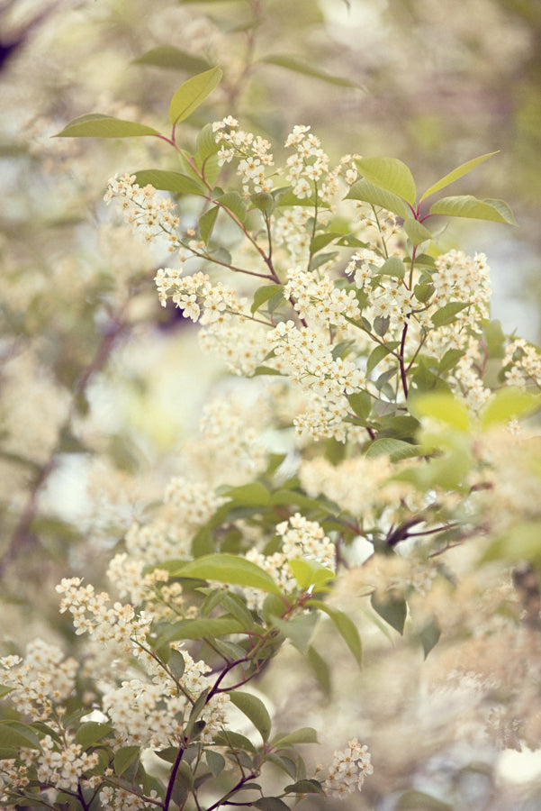 Spring Flowers 240