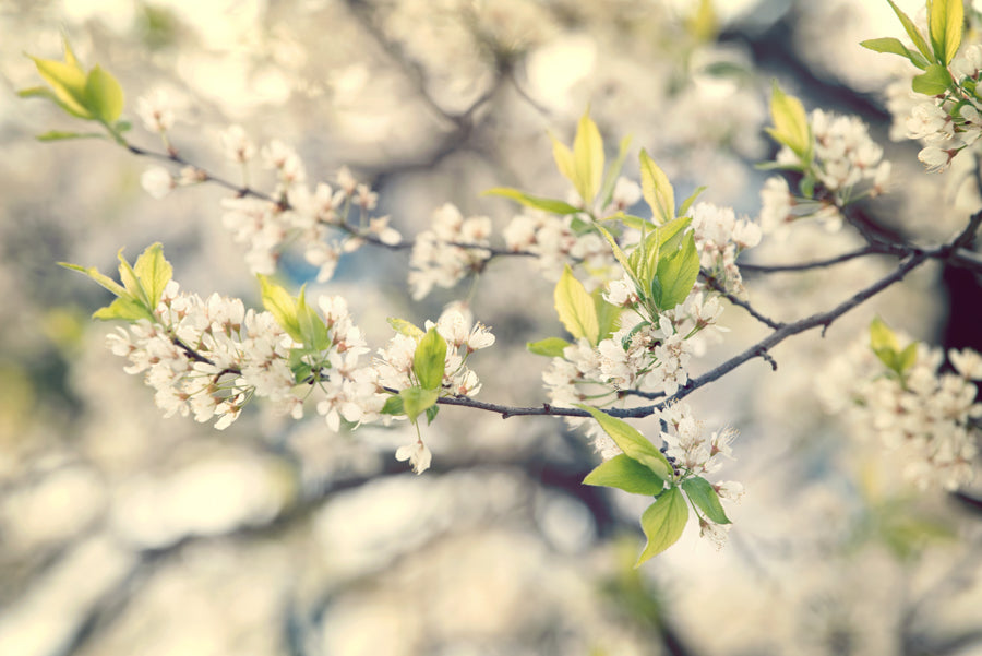 Spring Flowers 243